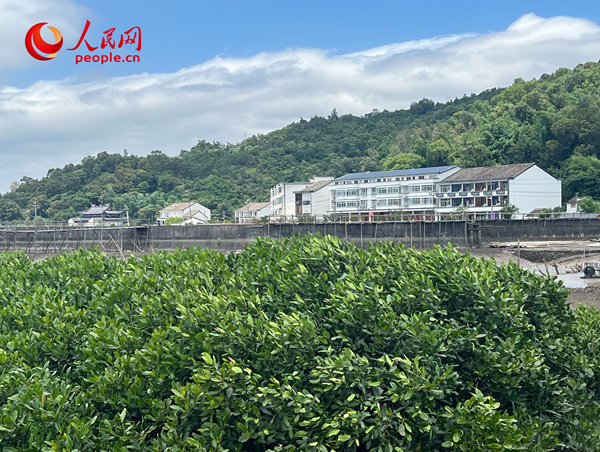 紅樹林郁郁蔥蔥。人民網(wǎng) 歐陽(yáng)易佳攝